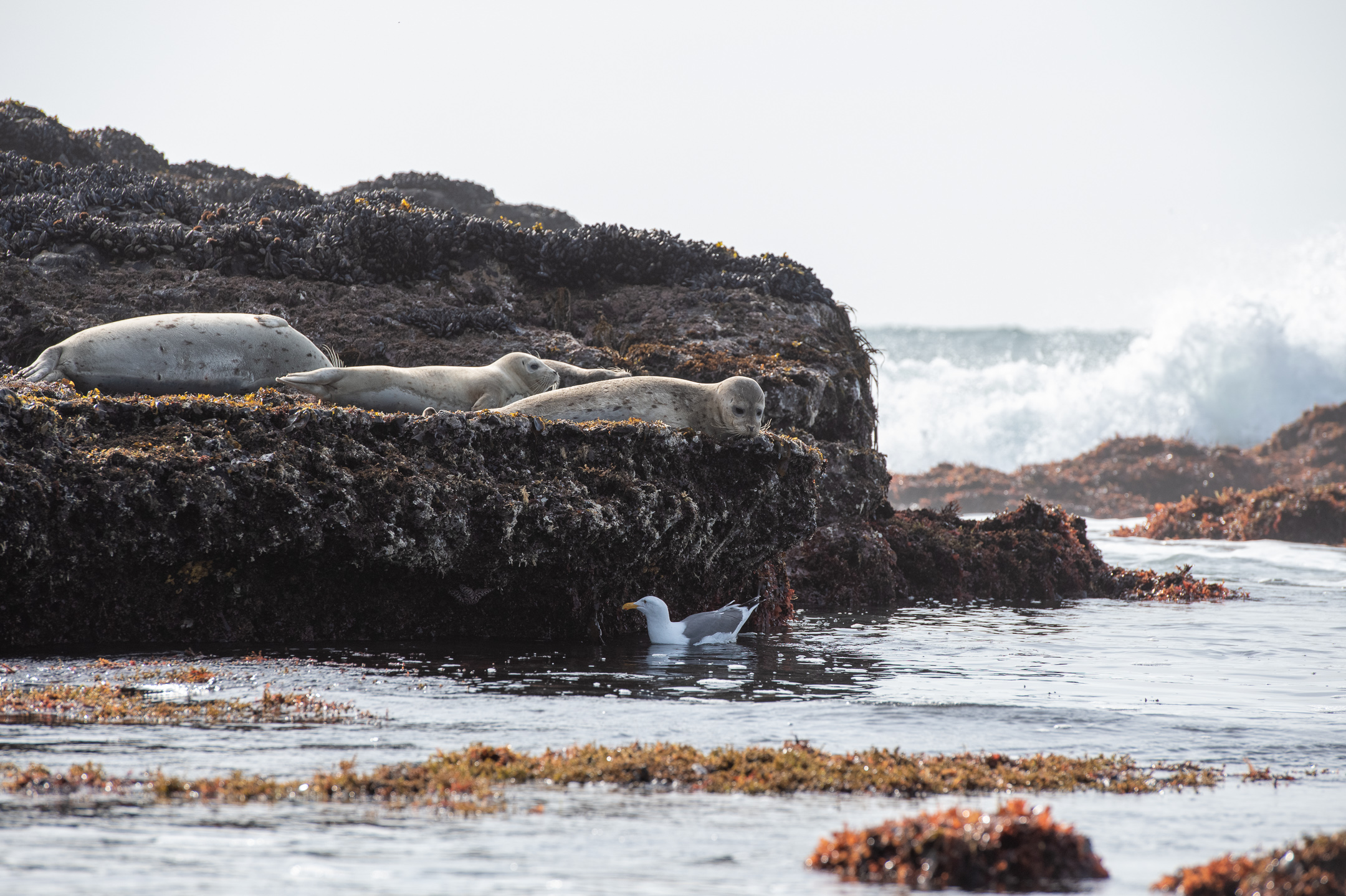 Harbor seals on the beach