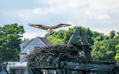 Osprey Fun at CBC